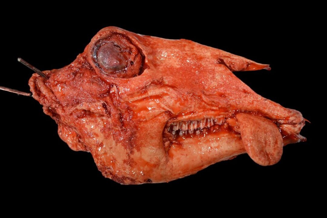 Severered Goat Head Halloween Prop